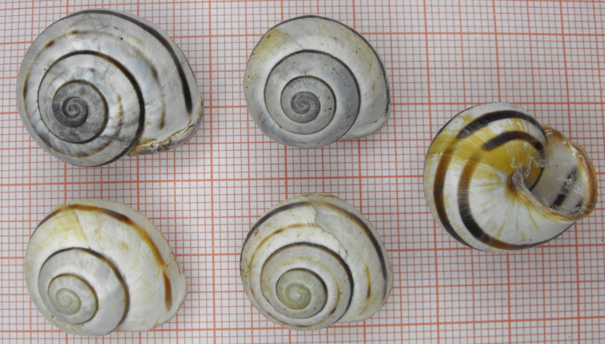 Cepaea nemoralis bianche